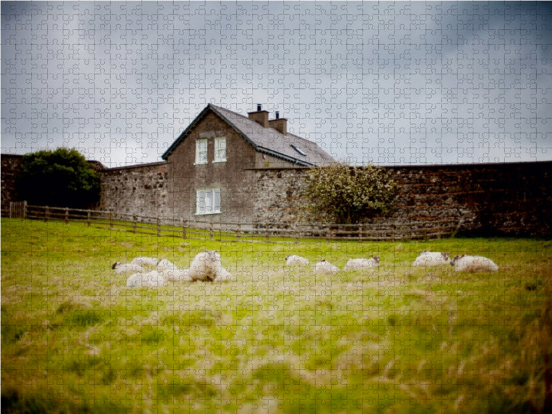 Schafe bei Castlerock / Nordirland 1000 Teile Puzzle quer - CALVENDO Foto-Puzzle'