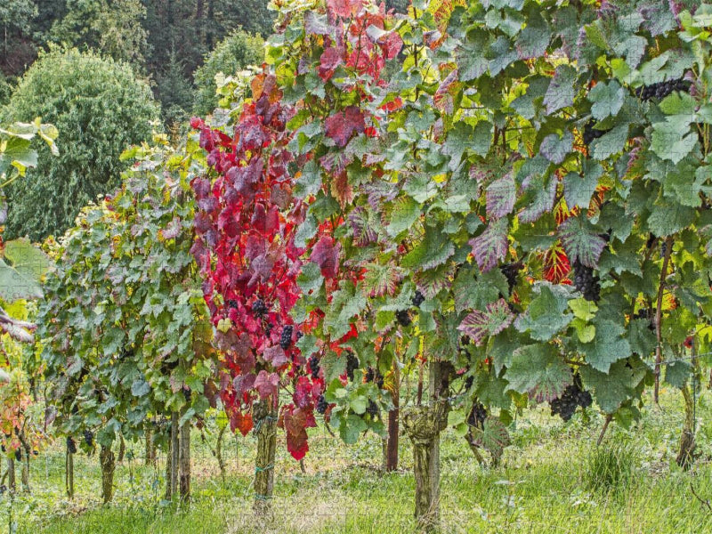 Rote Trauben im Herbst - CALVENDO Foto-Puzzle'
