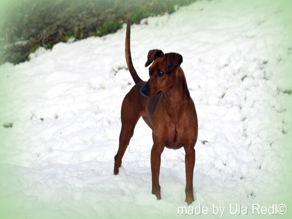 Im Schnee - CALVENDO Foto-Puzzle'