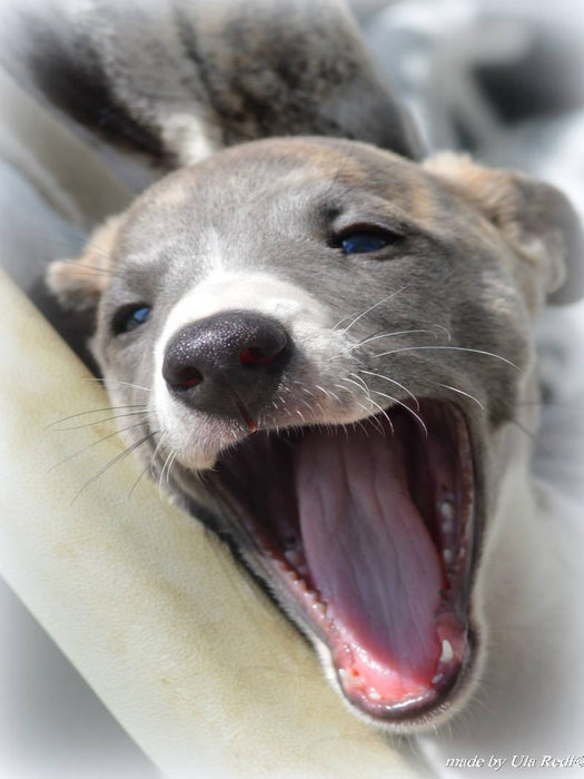 Classy Whippets - CALVENDO Foto-Puzzle'