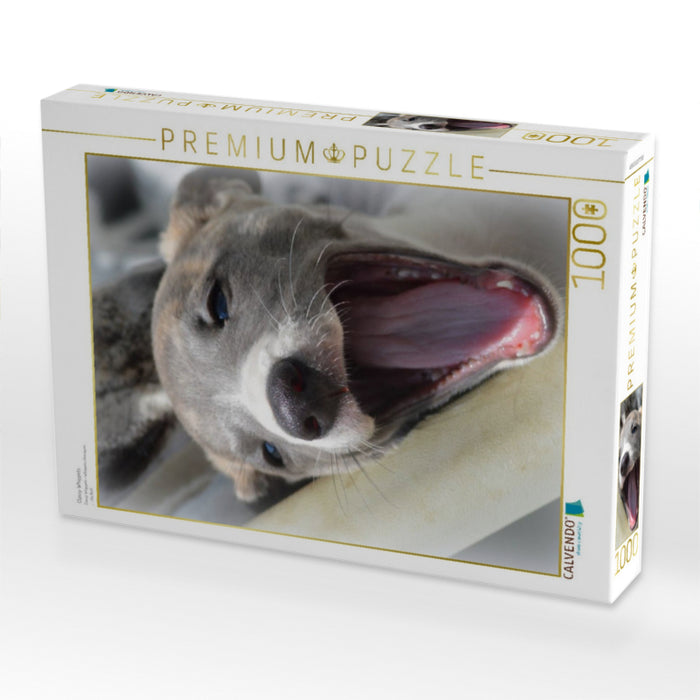 Classy Whippets - CALVENDO Foto-Puzzle'