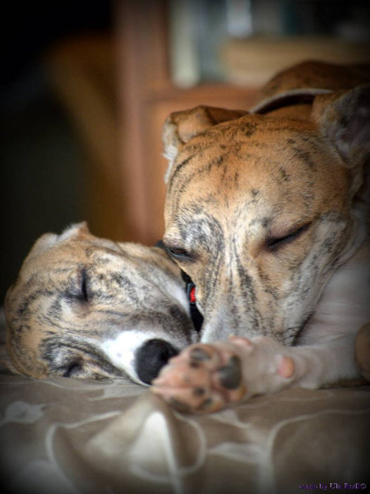 Classy Whippets - CALVENDO Foto-Puzzle'