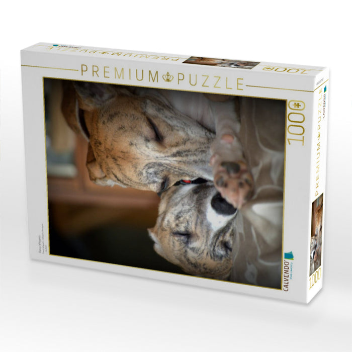 Classy Whippets - CALVENDO Foto-Puzzle'