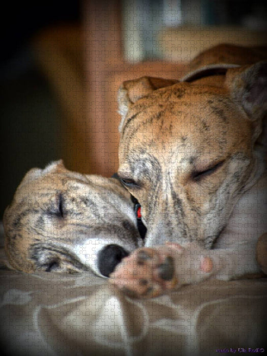 Classy Whippets - CALVENDO Foto-Puzzle'