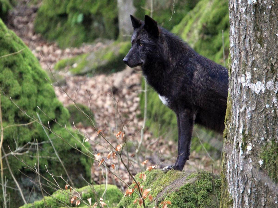Wolf - Timberwolf - CALVENDO Foto-Puzzle'