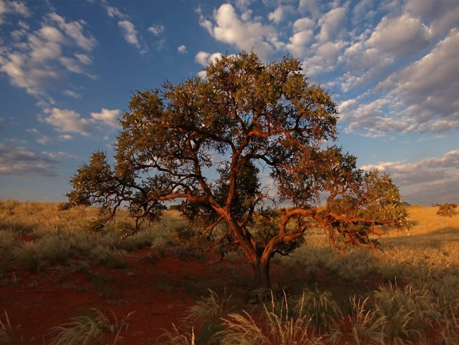 Namib rand nature reserve - CALVENDO Foto-Puzzle'