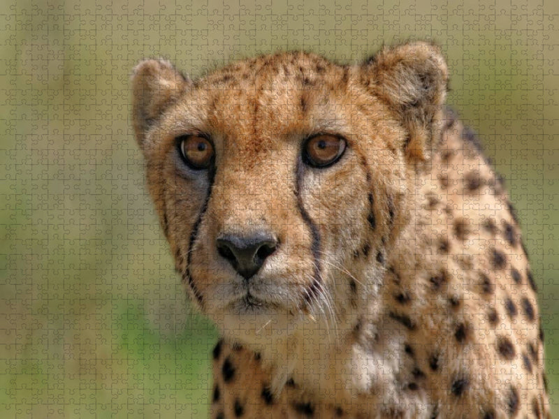 Gepard - CALVENDO Foto-Puzzle'