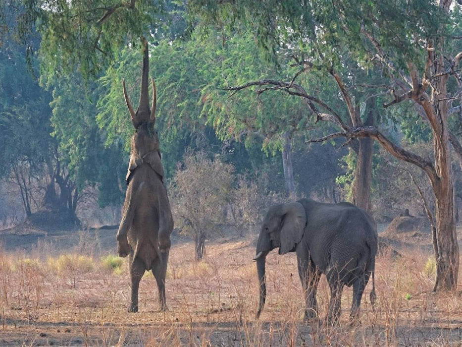 Mana pools Nationalpark - CALVENDO Foto-Puzzle'