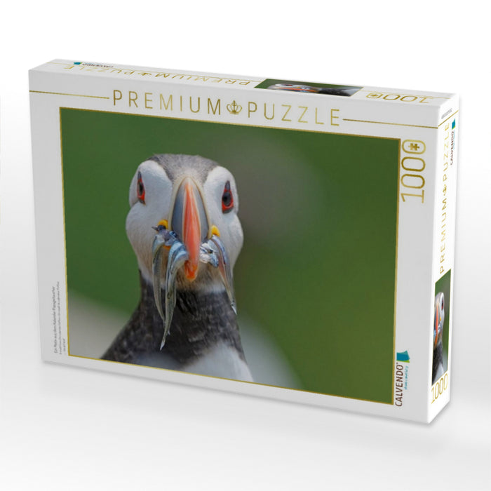 Ein Motiv aus dem Kalender Papageitaucher - CALVENDO Foto-Puzzle'