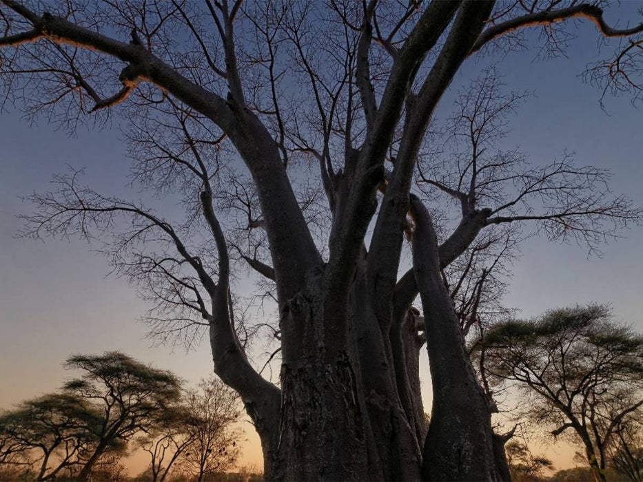 Baobab - CALVENDO Foto-Puzzle'