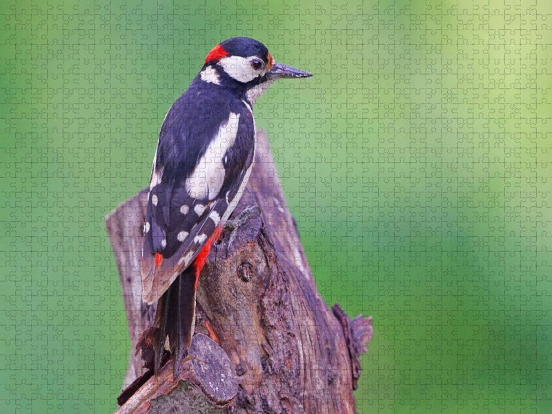 Buntspecht - CALVENDO Foto-Puzzle'