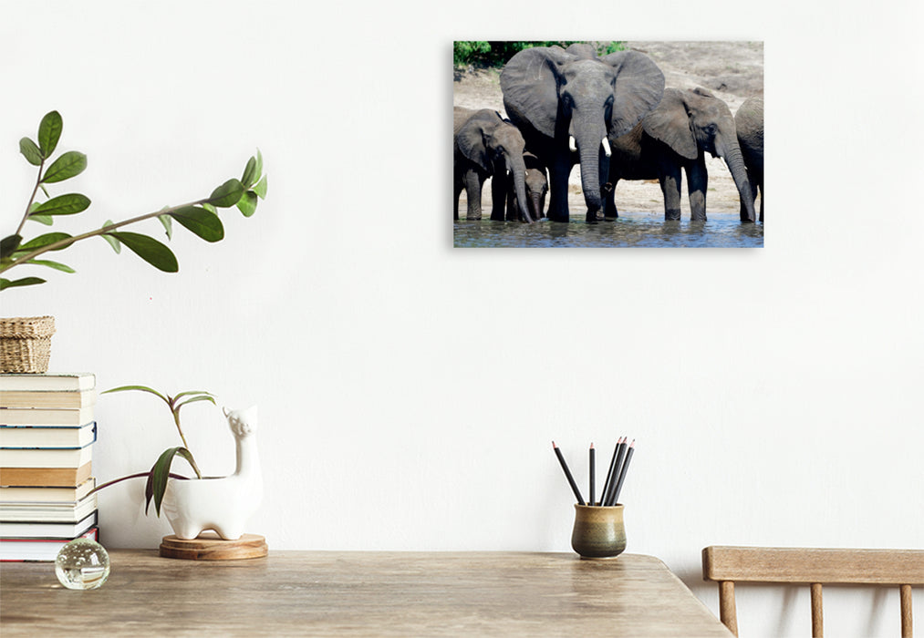 Premium Textil-Leinwand Premium Textil-Leinwand 120 cm x 80 cm quer Ein Motiv aus dem Kalender Rüsseltiere - Afrikanische Elefanten