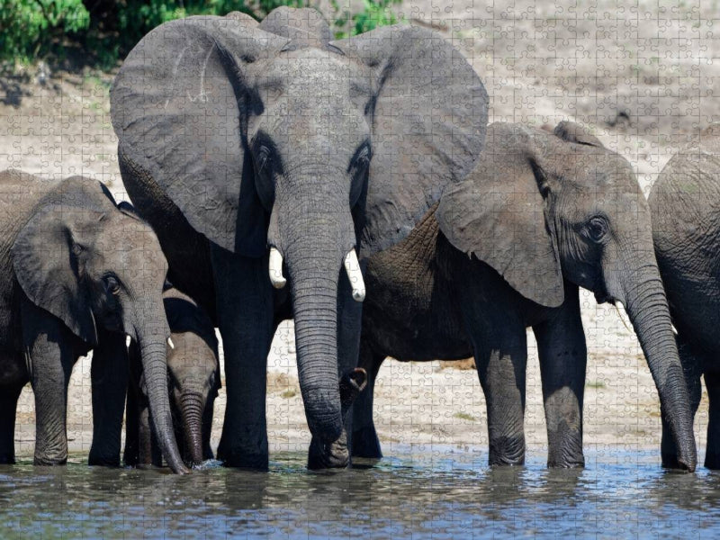Ein Motiv aus dem Kalender Rüsseltiere - Afrikanische Elefanten - CALVENDO Foto-Puzzle'