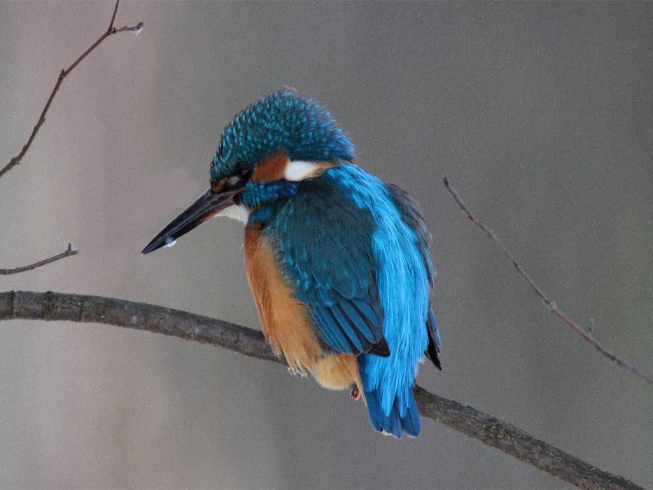 Eisvogel - CALVENDO Foto-Puzzle'