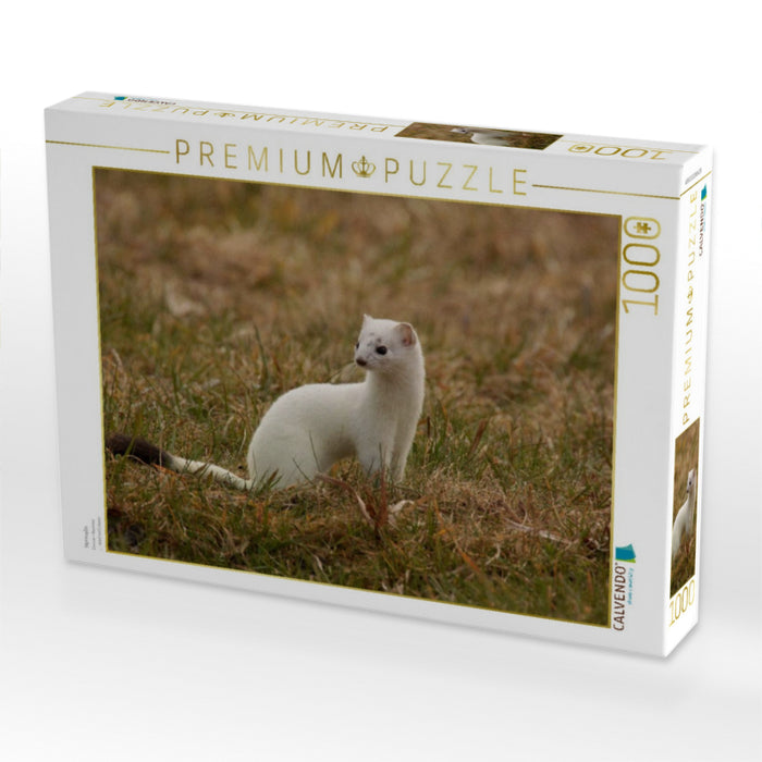 Hermelin - CALVENDO Foto-Puzzle'