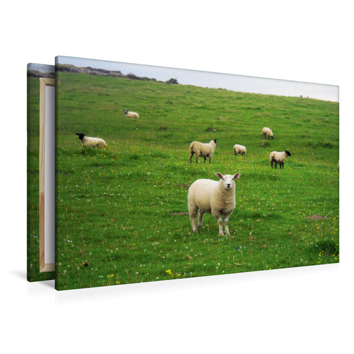 Premium Textil-Leinwand Schafe