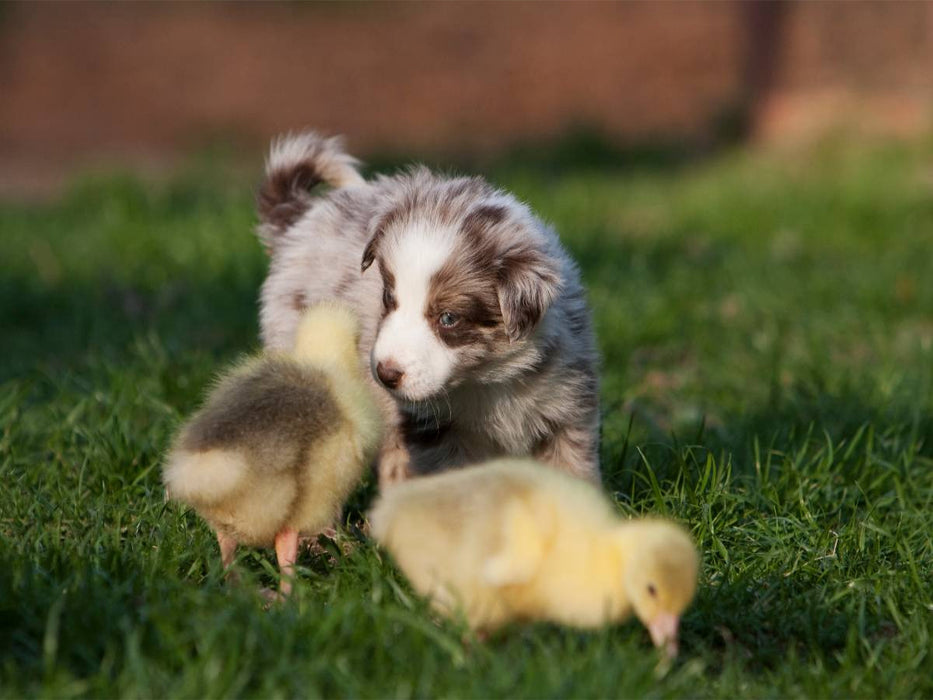 Alle meine Gänschen - CALVENDO Foto-Puzzle'