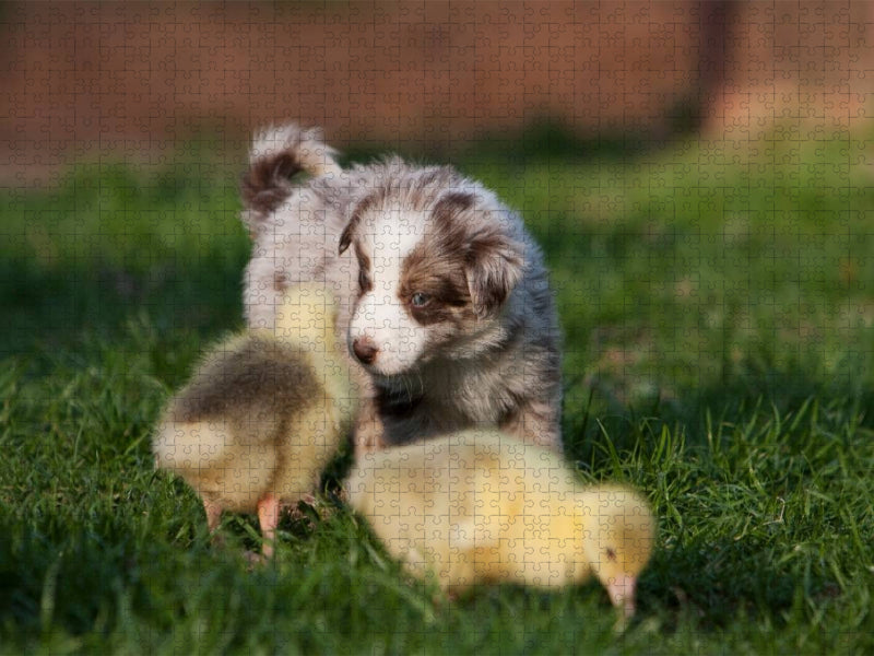 Alle meine Gänschen - CALVENDO Foto-Puzzle'