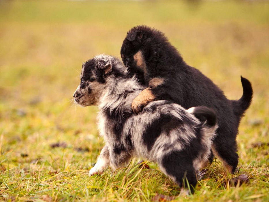 Schnapp Dich - CALVENDO Foto-Puzzle'