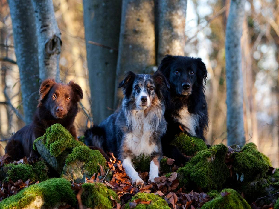 Das Dreigestirn - CALVENDO Foto-Puzzle'