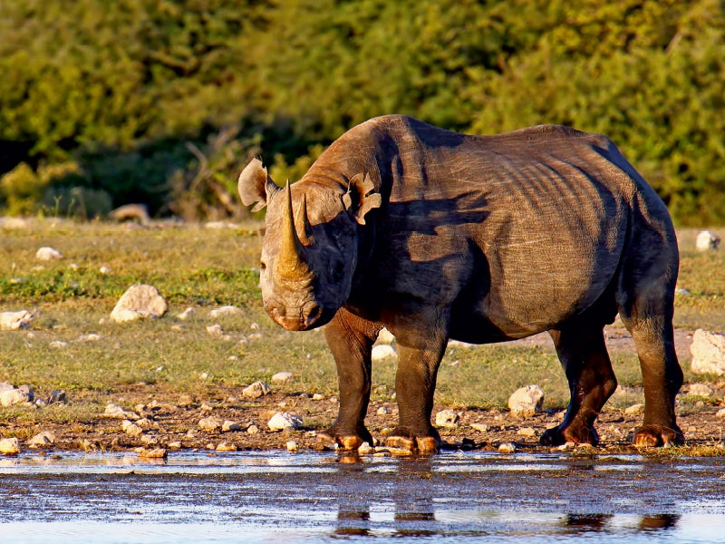 Nashorn im Etosha NP, Namibia 1000 Teile Puzzle quer - CALVENDO Foto-Puzzle'
