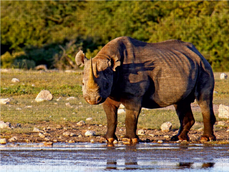 Nashorn im Etosha NP, Namibia 1000 Teile Puzzle quer - CALVENDO Foto-Puzzle'