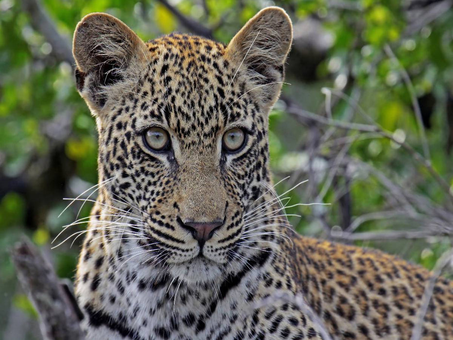 Blickkontakt mit Leopard, Afrika - CALVENDO Foto-Puzzle'