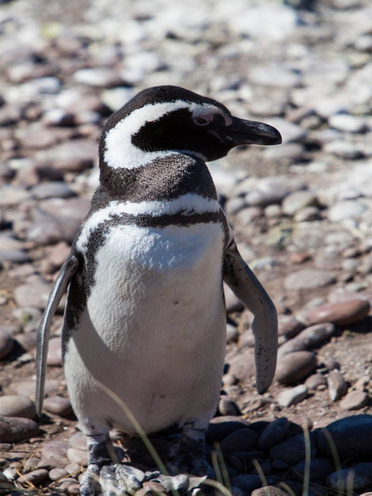 Magellan Pinguin in Punta Tombo - CALVENDO Foto-Puzzle'