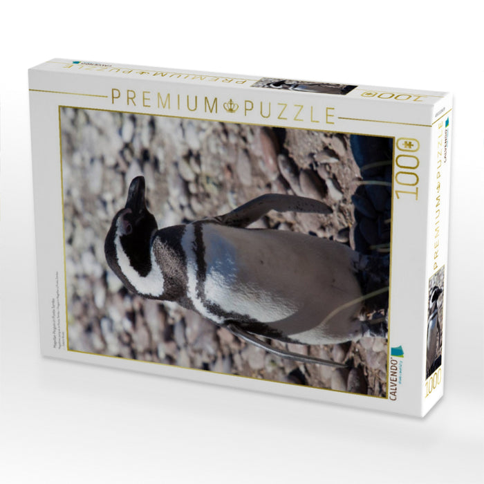 Magellan Pinguin in Punta Tombo - CALVENDO Foto-Puzzle'