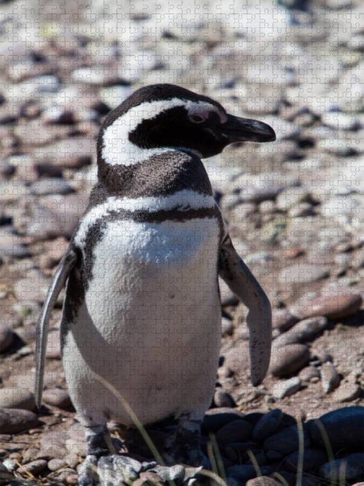 Magellan Pinguin in Punta Tombo - CALVENDO Foto-Puzzle'