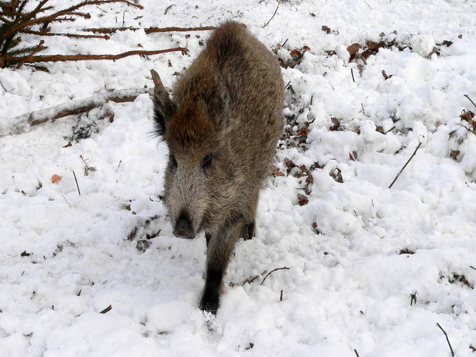 Junges Wildschwein im Colditzer Forst - CALVENDO Foto-Puzzle'