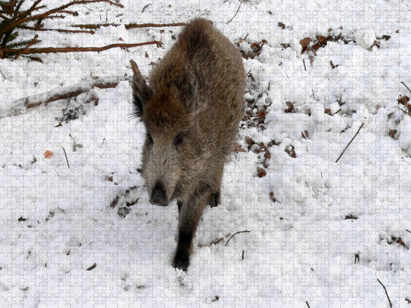 Junges Wildschwein im Colditzer Forst - CALVENDO Foto-Puzzle'