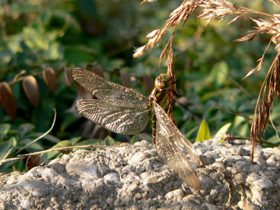 Ährenrettung einer Libelle - CALVENDO Foto-Puzzle'