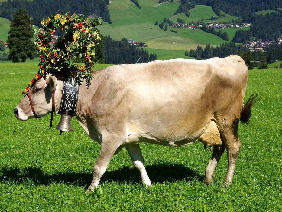 Kuh mit Krone - CALVENDO Foto-Puzzle'