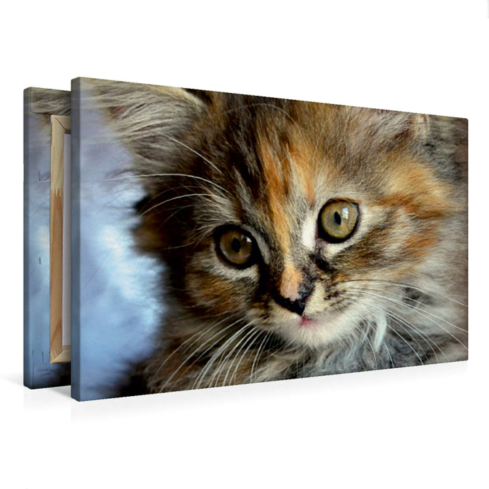 Premium Textil-Leinwand Kulleraugen