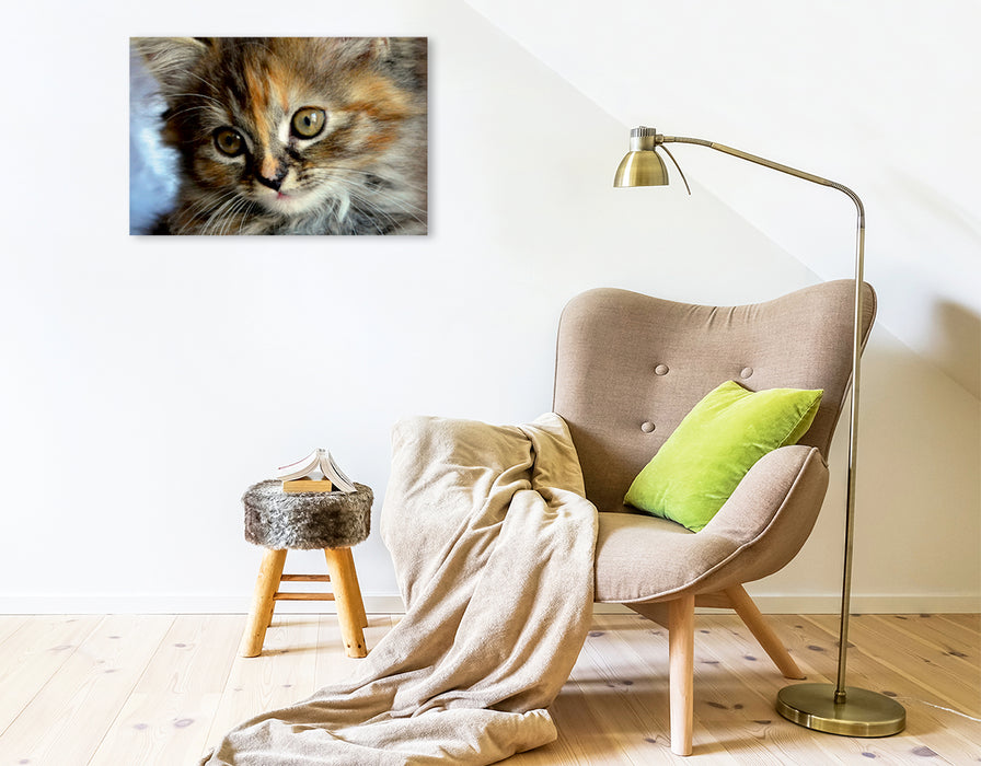 Premium Textil-Leinwand Kulleraugen