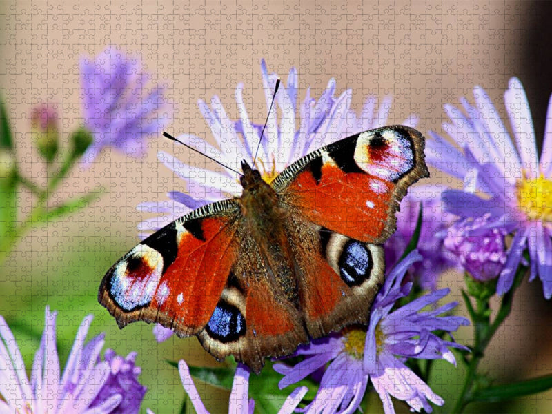 Schmetterlings Schönheit - CALVENDO Foto-Puzzle'