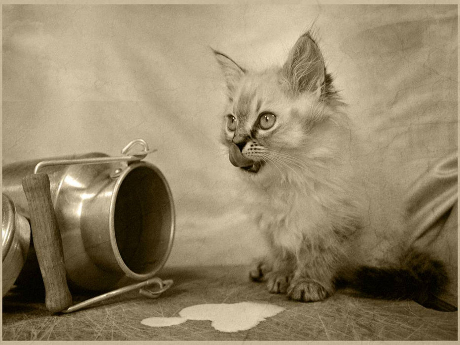 Lecker - CALVENDO Foto-Puzzle'