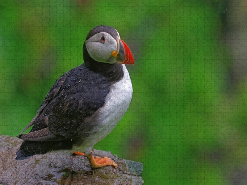 Papageientaucher - CALVENDO Foto-Puzzle'
