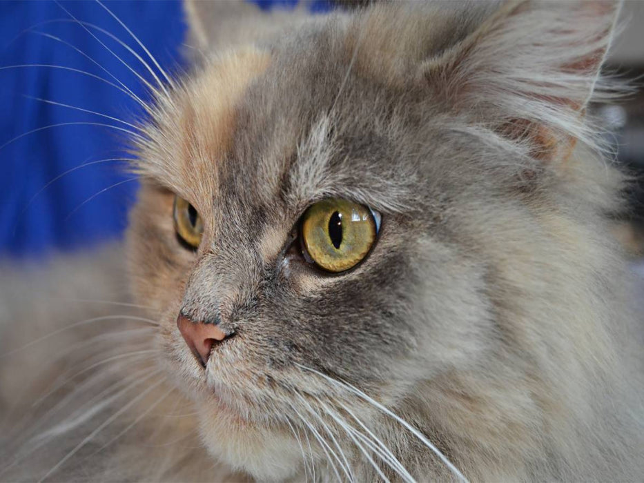 Maine Coon - CALVENDO Foto-Puzzle'