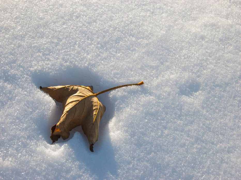 Verdorrtes Blatt im Schnee - CALVENDO Foto-Puzzle'