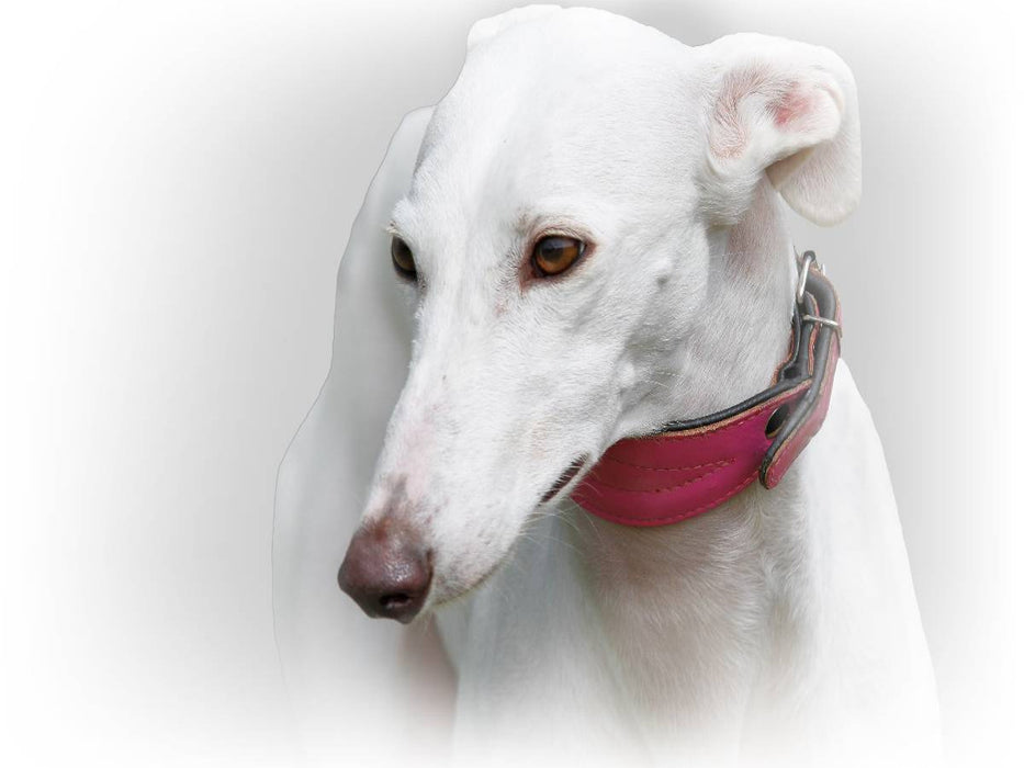 Galgo Español (Spanischer Windhund) - CALVENDO Foto-Puzzle'