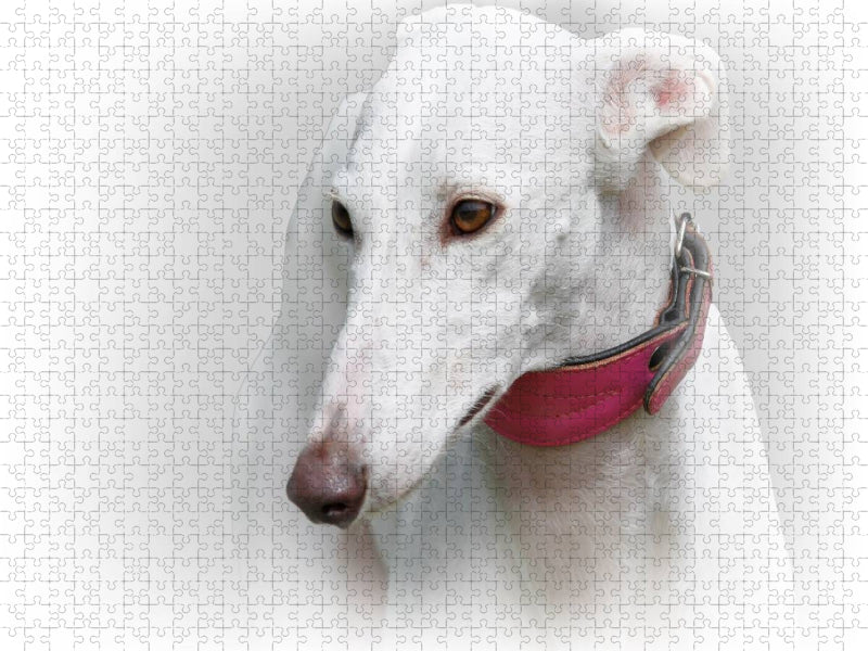Galgo Español (Spanischer Windhund) - CALVENDO Foto-Puzzle'