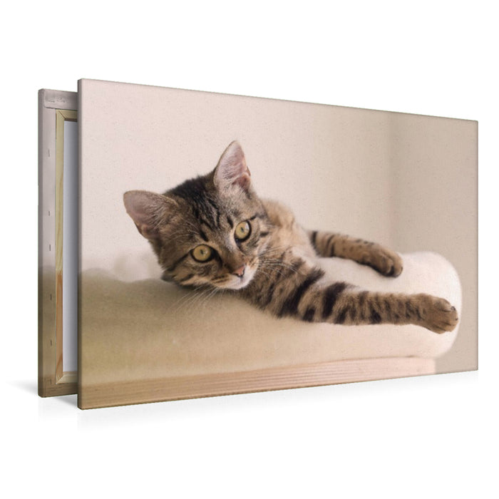 Premium Textil-Leinwand Katerchen Bud