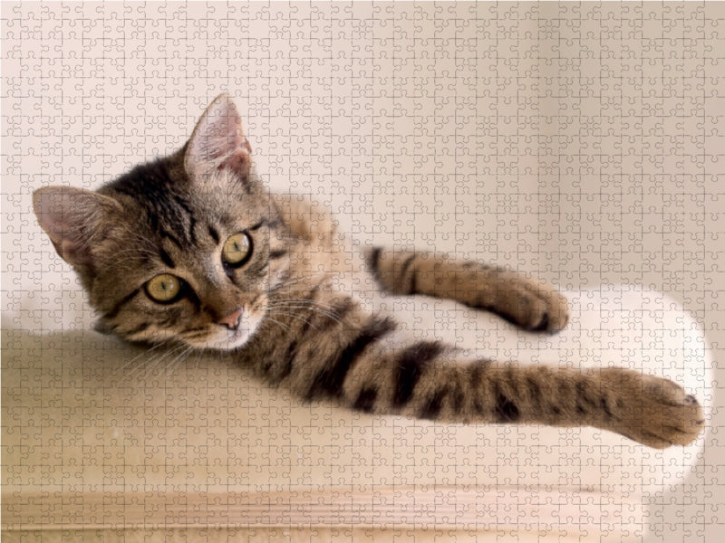 Tomcat Bud - CALVENDO photo puzzle 