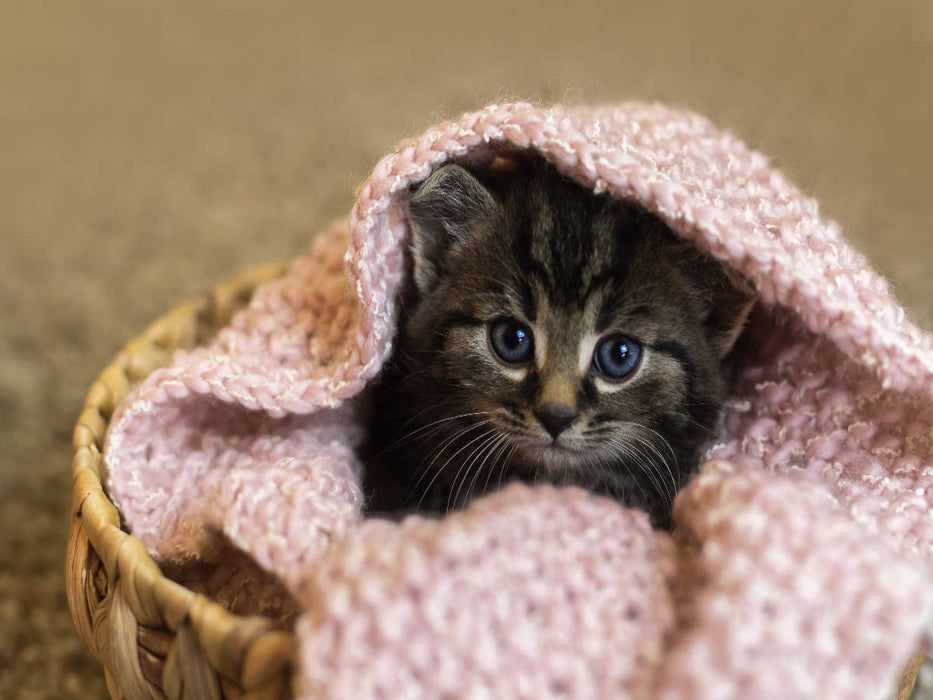 Minikater Mäxchen - CALVENDO Foto-Puzzle'
