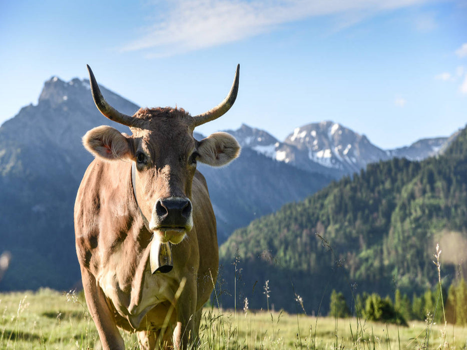 Braunviehkuh im Hintersteiner Tal - CALVENDO Foto-Puzzle'