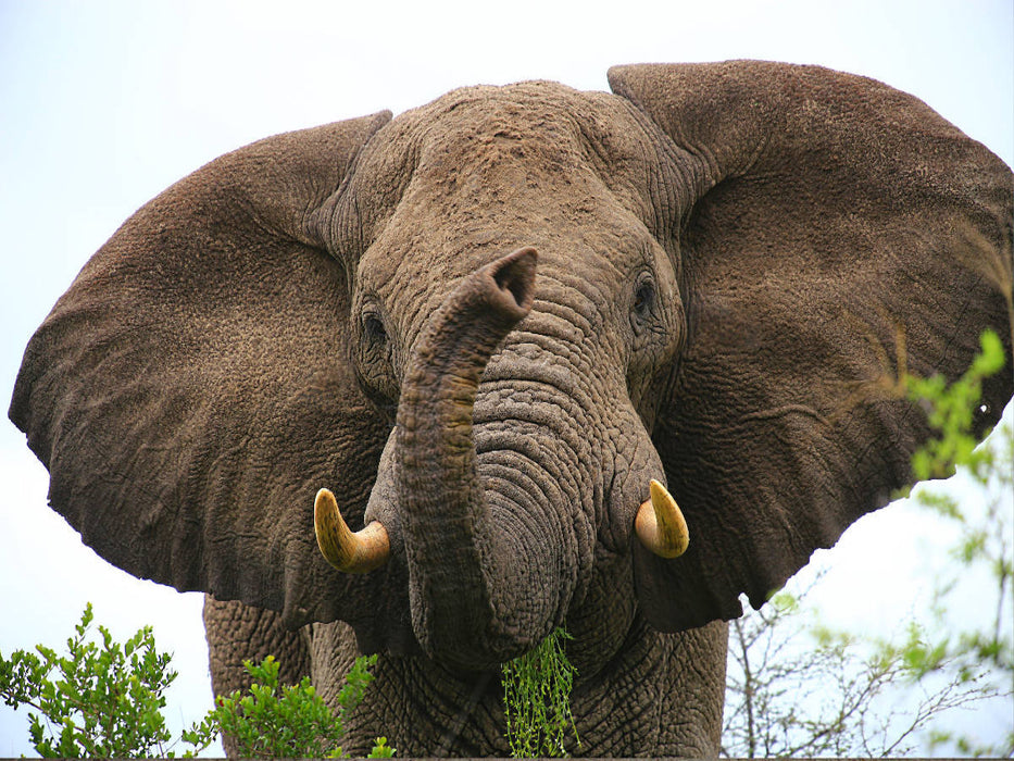 Ein Motiv aus dem Kalender "Botswana- ungezähmte Natur" - CALVENDO Foto-Puzzle'