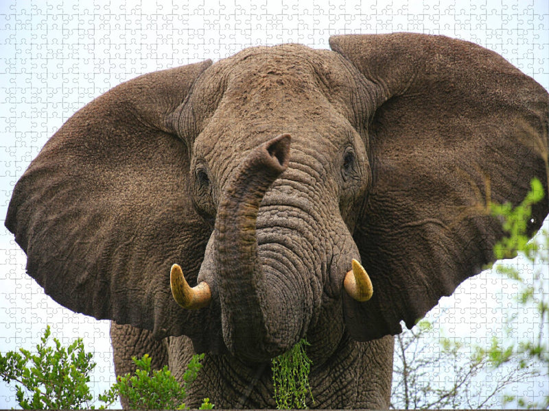 Ein Motiv aus dem Kalender "Botswana- ungezähmte Natur" - CALVENDO Foto-Puzzle'