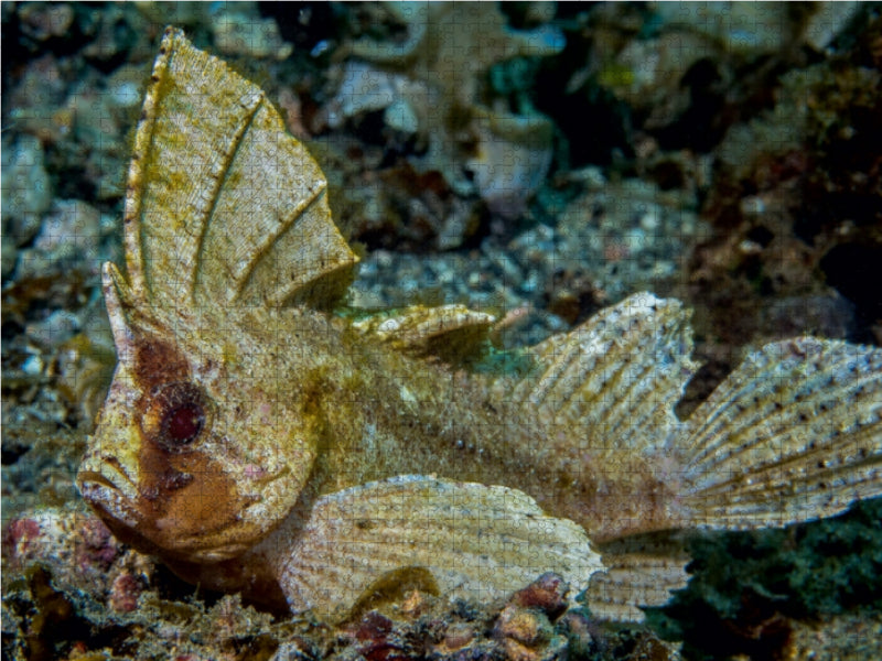 Schaukelfisch 1000 Teile Puzzle quer - CALVENDO Foto-Puzzle'